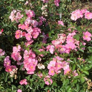 ludwig rose herschel girls | Herschel Girls Centenary Online Shop